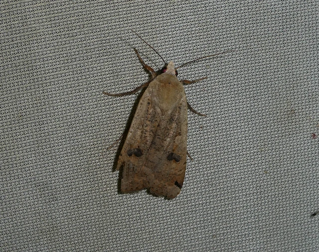 Noctua pronuba - nagy sárgafűbagoly
