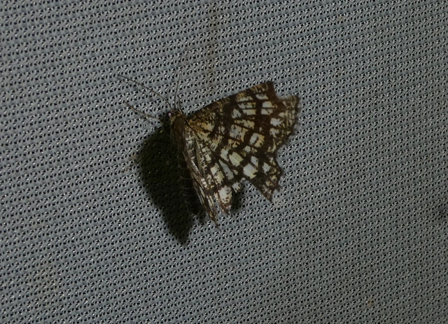Chiasmia clathrata - rácsos rétiaraszoló