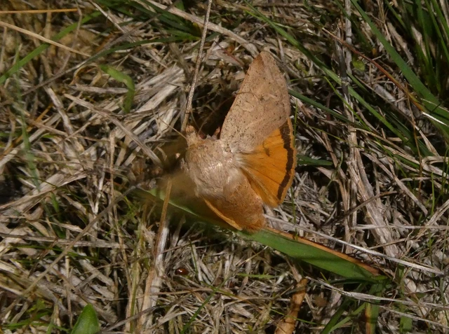 Noctua comes - kis sárgafűbagoly