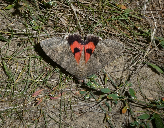 Catocala nupta - piros övesbagoly