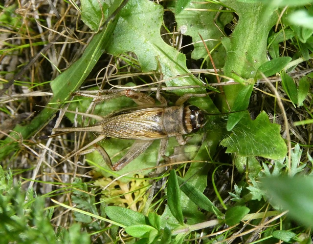 Acheta domesticus - házi tücsök