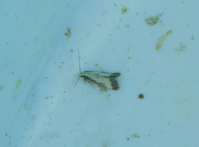 Brachmia dimidiella - citromkocsord-lápimoly