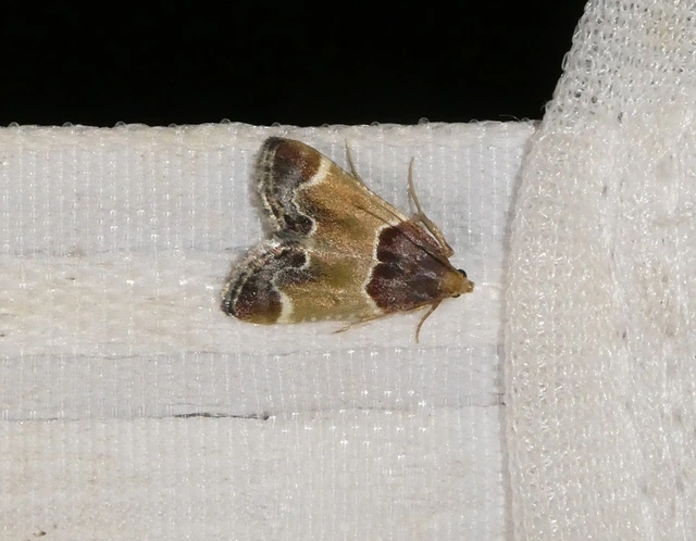 Pyralis farinalis - lisztilonca
