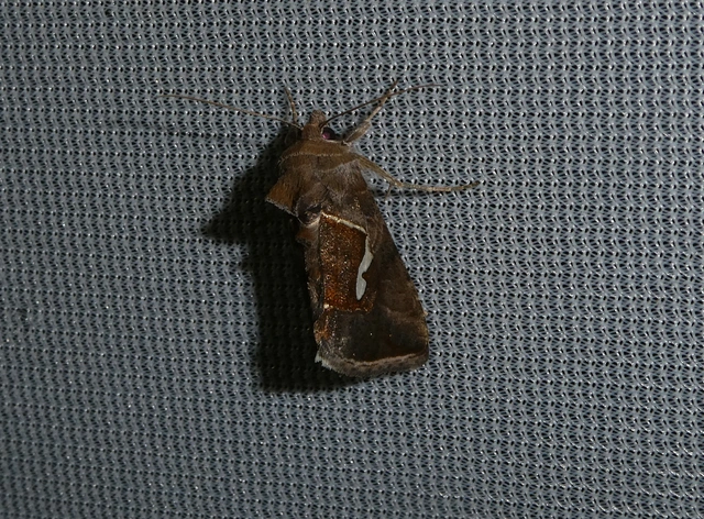 Macdunnoughia confusa - cseppfoltos ezüstbagoly