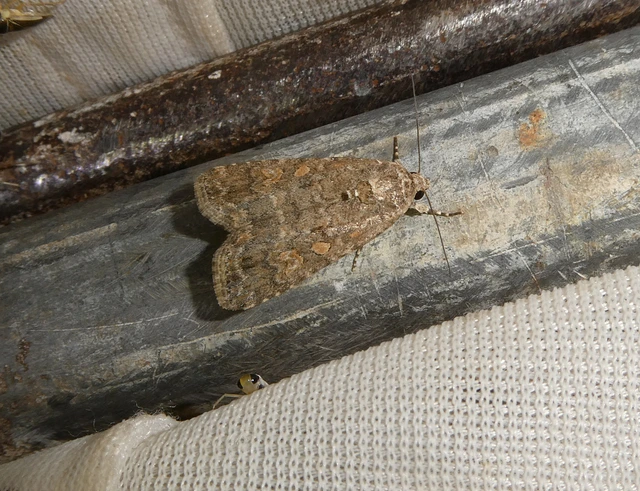 Spodoptera exigua - apró jegyesbagoly