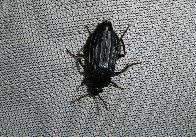 Necrodes littoralis - nagy dögbogár