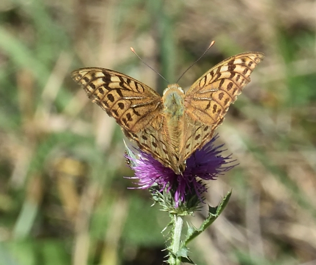Argynnis pandora - zöldes gyöngyházlepke