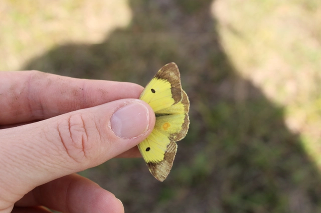 Colias erate - csángó-kéneslepke