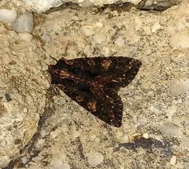 Blepharita satura - őszi porfírbagoly