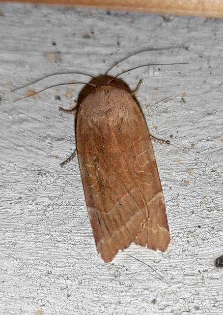 Noctua fimbriata - szélessávú sárgafűbagoly