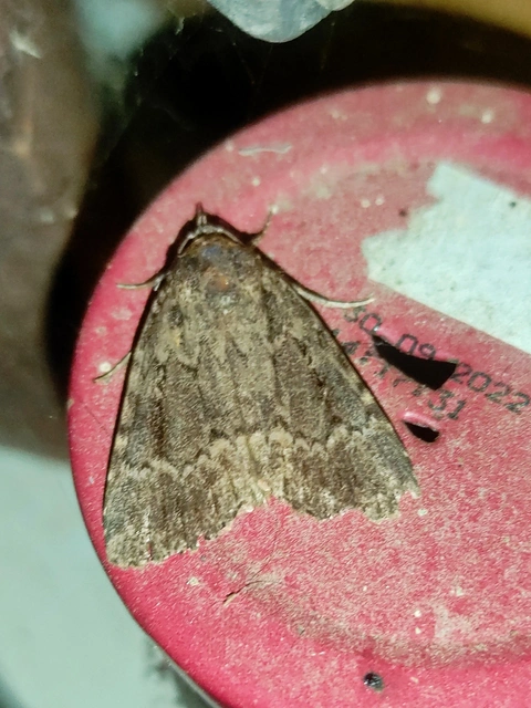 Amphipyra berbera/pyramidea