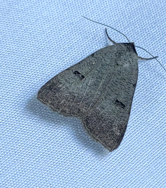 Lygephila craccae - gyakori csüdfűbagoly