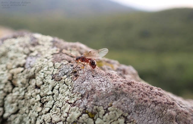 Myrmica schencki - kétszínű bütyköshangya