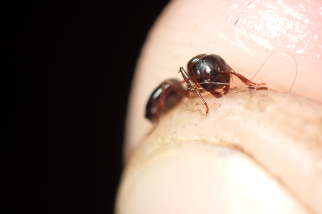 Camponotus fallax - ligeti lóhangya