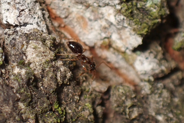 Prenolepis nitens - ragyogóhangya