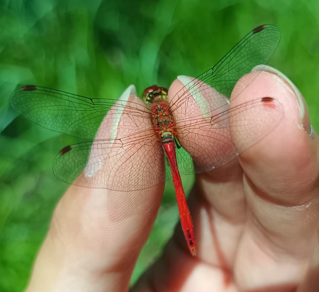 Sympetrum sanguineum - vörös katona-szitakötő