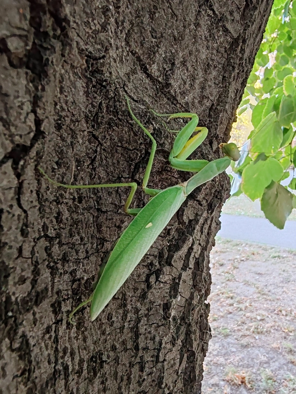 Hierodula tenuidentata - óriás ázsiai imádkozósáska
