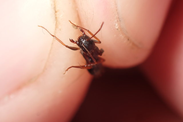 Camponotus aethiops - szőrös lóhangya