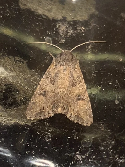 Hadula trifolii - lóherebagoly