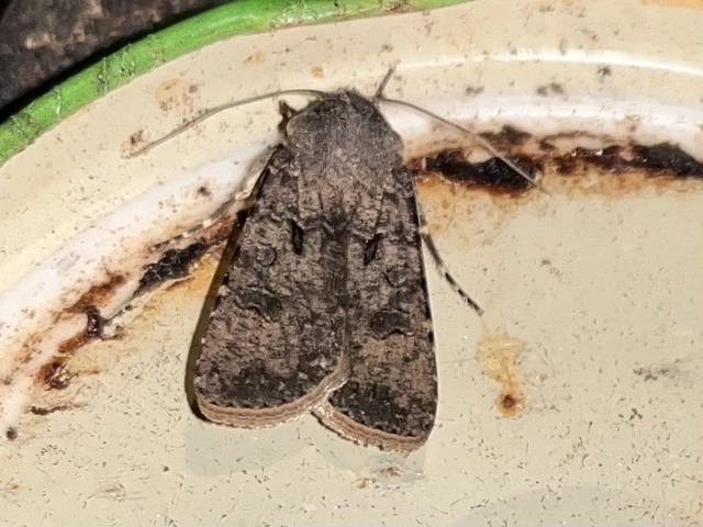 Agrotis segetum - vetési földibagoly