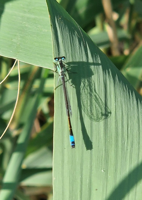Ischnura elegans pontica - kéköves légivadász