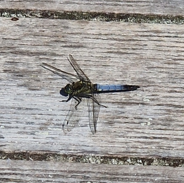 Orthetrum cancellatum - feketefarkú pásztorszitakötő