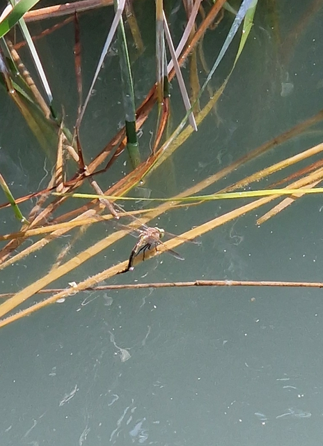 Anax parthenope - barna óriásacsa