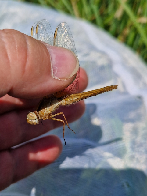 Crocothemis erythraea - skarlát szitakötő