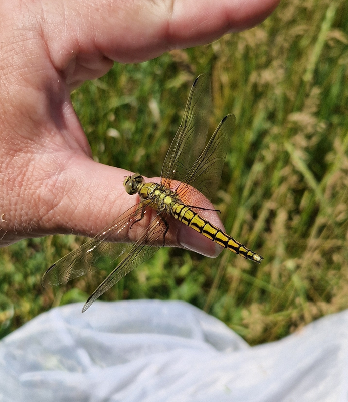 Orthetrum cancellatum - feketefarkú pásztorszitakötő