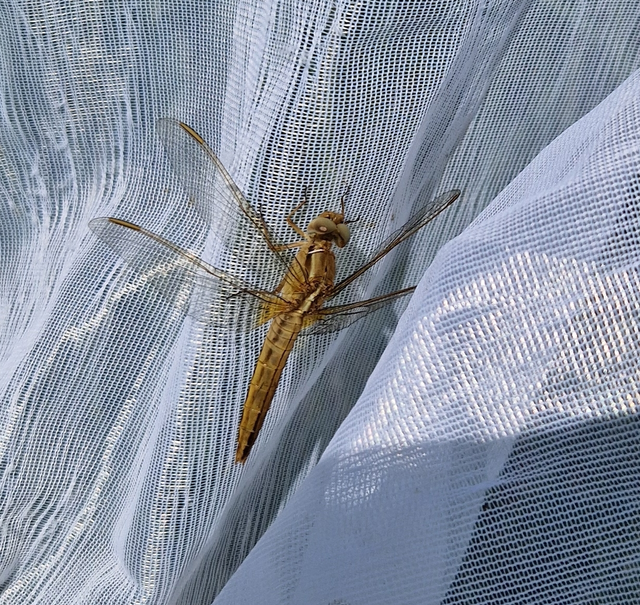 Crocothemis erythraea - skarlát szitakötő