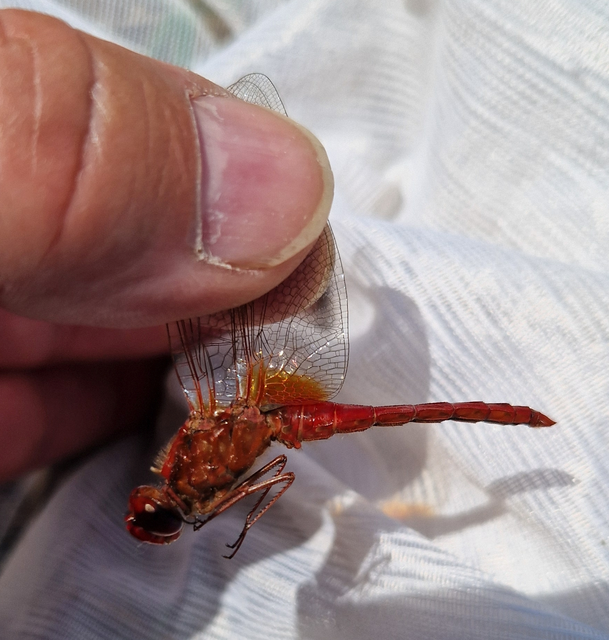 Crocothemis erythraea - skarlát szitakötő