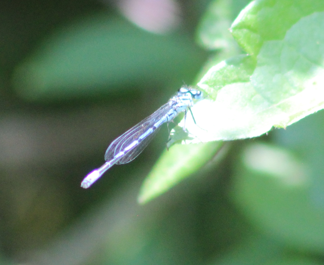 Coenagrion puella - azúrkék légivadász