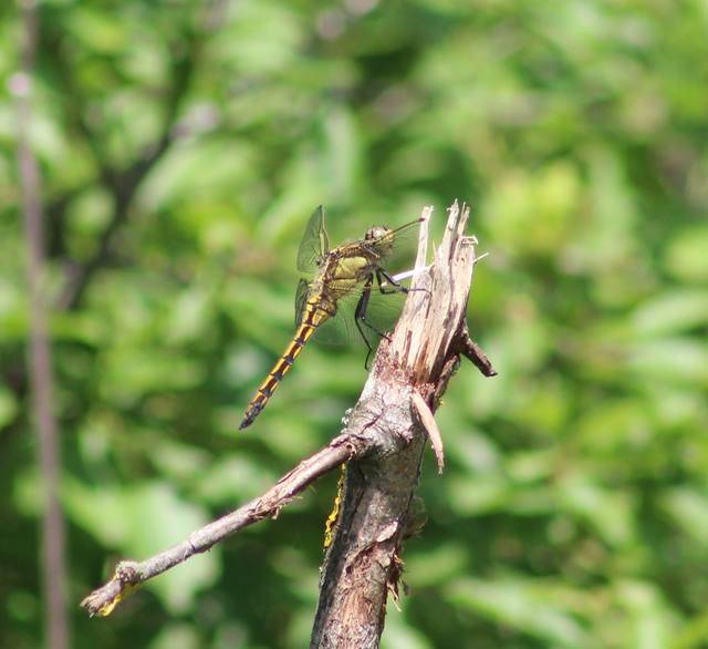 Orthetrum cancellatum - feketefarkú pásztorszitakötő