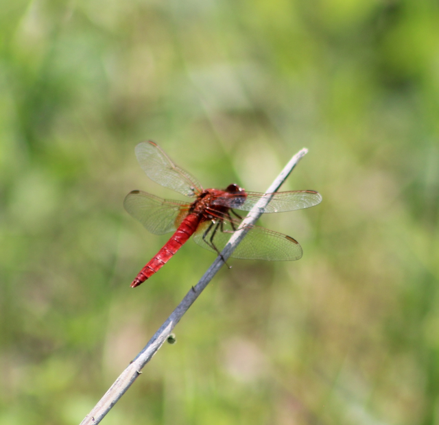 Crocothemis erythraea - skarlát szitakötő
