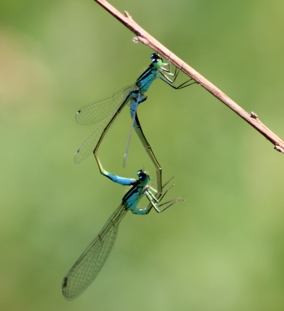 Ischnura elegans pontica - kéköves légivadász