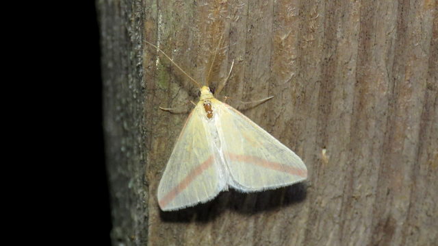 Rhodometra sacraria - rózsacsíkos araszoló