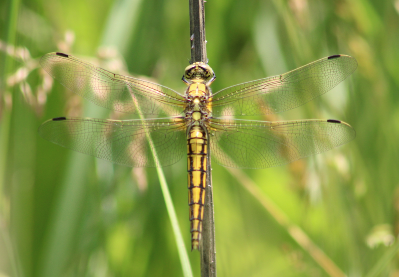 Orthetrum cancellatum - feketefarkú pásztorszitakötő