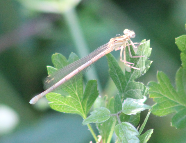 Platycnemis pennipes - széleslábú szitakötő