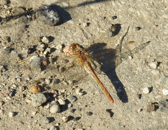 Sympetrum meridionale - fakó katona-szitakötő