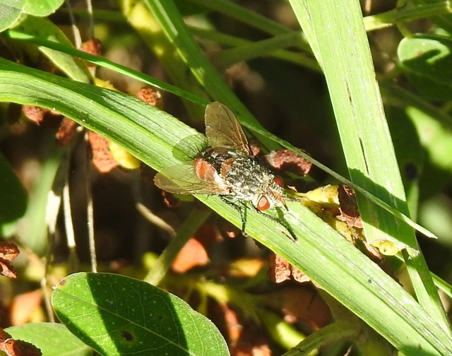 Tachininae