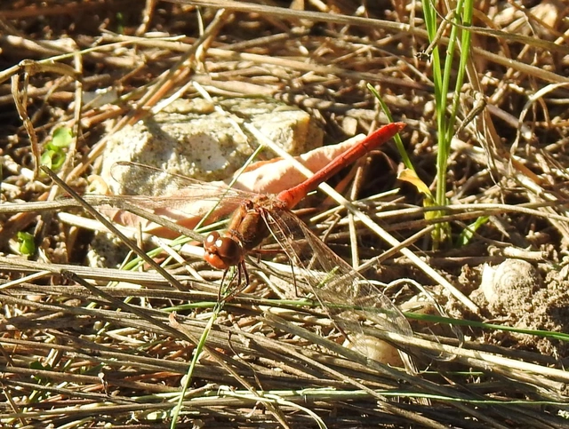 Sympetrum meridionale - fakó katona-szitakötő