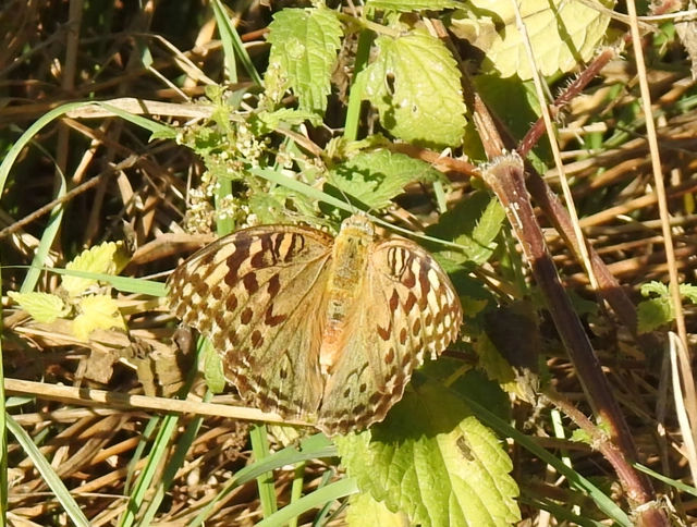 Argynnis pandora - zöldes gyöngyházlepke
