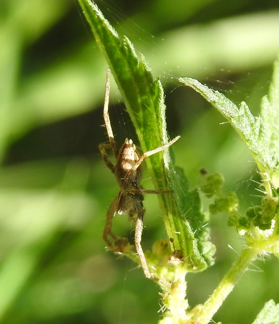 Pisaura mirabilis - csodáspók
