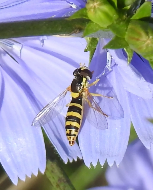 Sphaerophoria