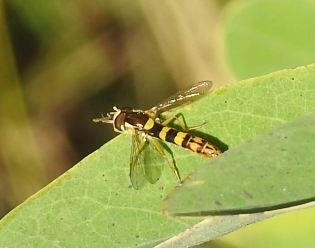 Sphaerophoria