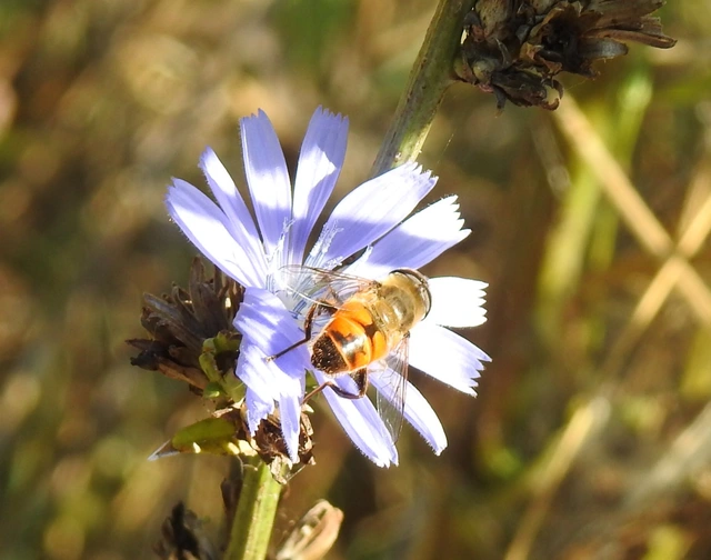 Eristalis tenax - közönséges herelégy