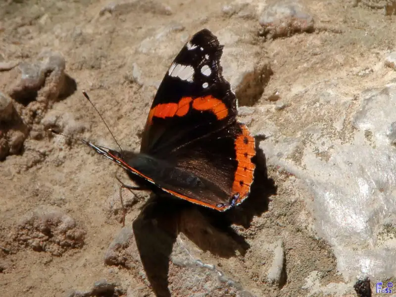 Vanessa atalanta - atalantalepke