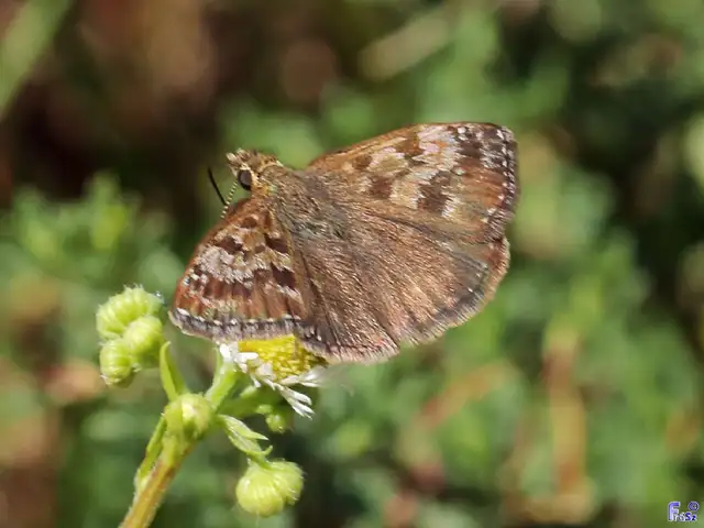 Erynnis tages - cigánylepke