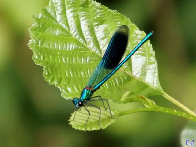 Calopteryx splendens - sávos szitakötő