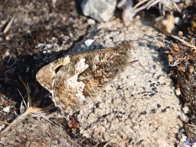 Hipparchia semele - barna szemeslepke